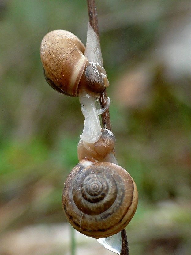 Accoppiamento di Monacha parumcincta